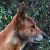 :icondeviantart-zoo: