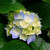 :icondeviantart7810:
