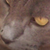 :iconDeviantBianco: