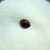 :icondeviantbluepearl: