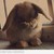 :icondeviantcariba: