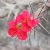 :icondeviantdevice: