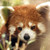 :icondeviantredpanda: