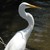 :icondeviarttag: