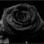 :icondevil-angel3902: