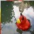 :icondevil-coincoin: