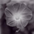 :icondevilpoet: