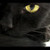 :icondevils-black-tomcat: