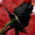 :icondevistator23: