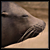 :icondevoutus:
