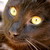 :icondew-whisker: