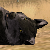 :iconDewolfeh:
