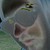 :icondexedrin: