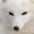 :icondfx2k9: