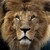 :icondgardf22: