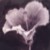 :icondhalea: