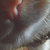 :icondia-lee-lies: