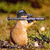 :icondiabolicaldiag: