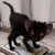 :icondiabolisfelinus: