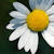 :icondiagnosis-undone:
