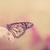 :icondiamantsphotography: