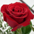 :icondiaminnz: