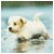 :icondiamond-dogg: