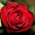 :icondiamond-flower: