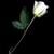 :icondiamond-hearts: