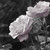 :icondiamonddust13: