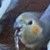 :icondiamondluv180: