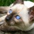 :icondiamondsee: