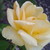 :icondiana7174: