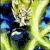 :icondianau9: