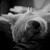 dianazh :icondianazh: