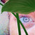 :icondianeinvanbc:
