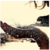 :icondiary-of-tomorrow: