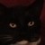 :icondibvszim: