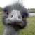 :icondicheryl: