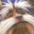 :icondidymusbrush: