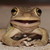 :icondiederen: