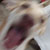 :icondiego-rodrigues: