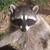 :icondiego-spike: