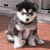 :icondiesel-art: