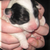 :icondiesichelmond:
