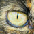 :icondigital3drealm: