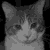 :icondigitalacrylic: