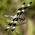 :icondigitalpicsplus: