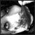 :icondigitaltvirus: