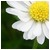 :icondiiaboliik-piilze: